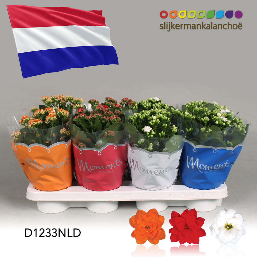 Kalanchoe Moments - Netherlands flag.