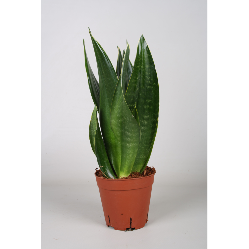 Sansevieria Dark Diamond.