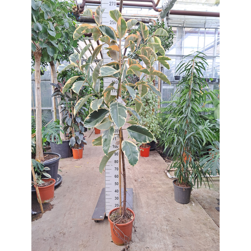 Ficus Elastica Tineke op stam 250.