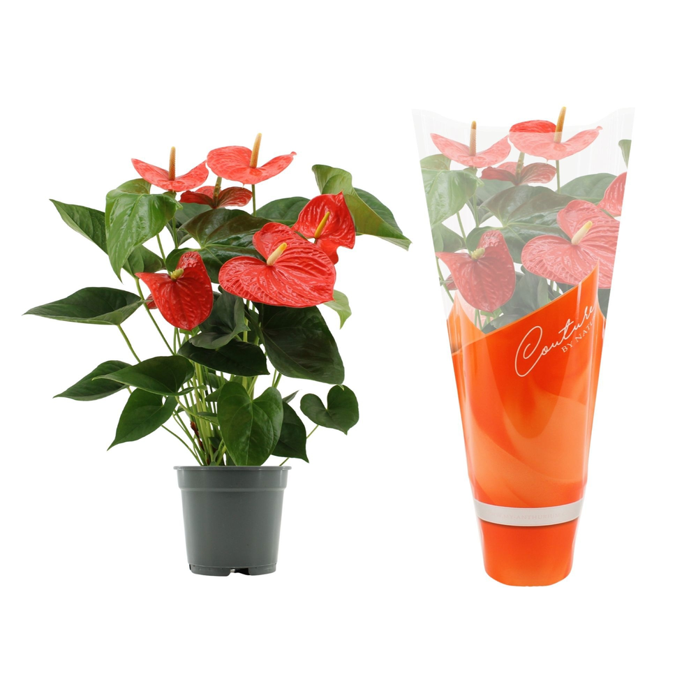 Anthurium Delicia in Couture sleeve.