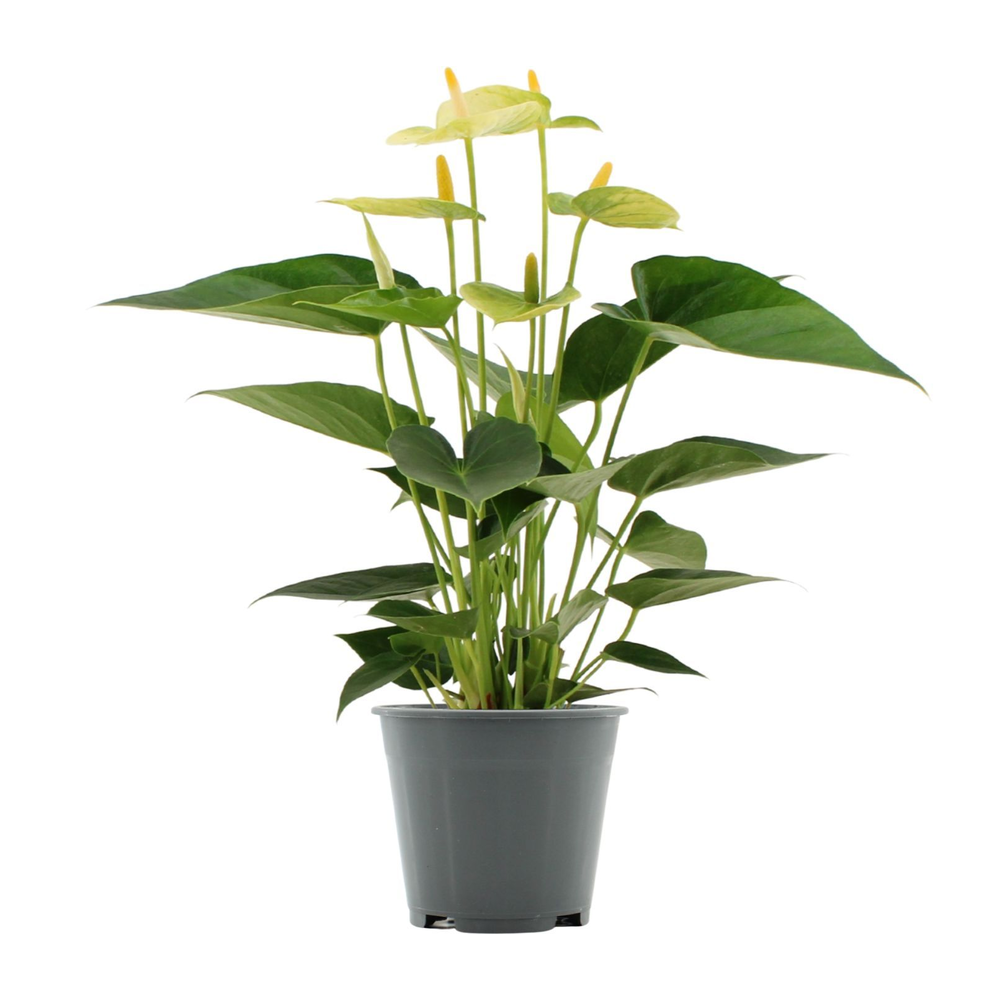 Anthurium Vanilla in Transparant sleeve.