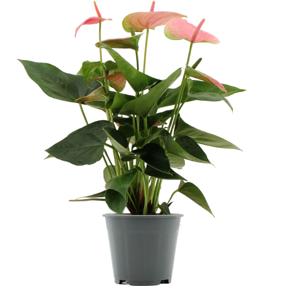 Anthurium Sweet Dream in transparant sleeve.