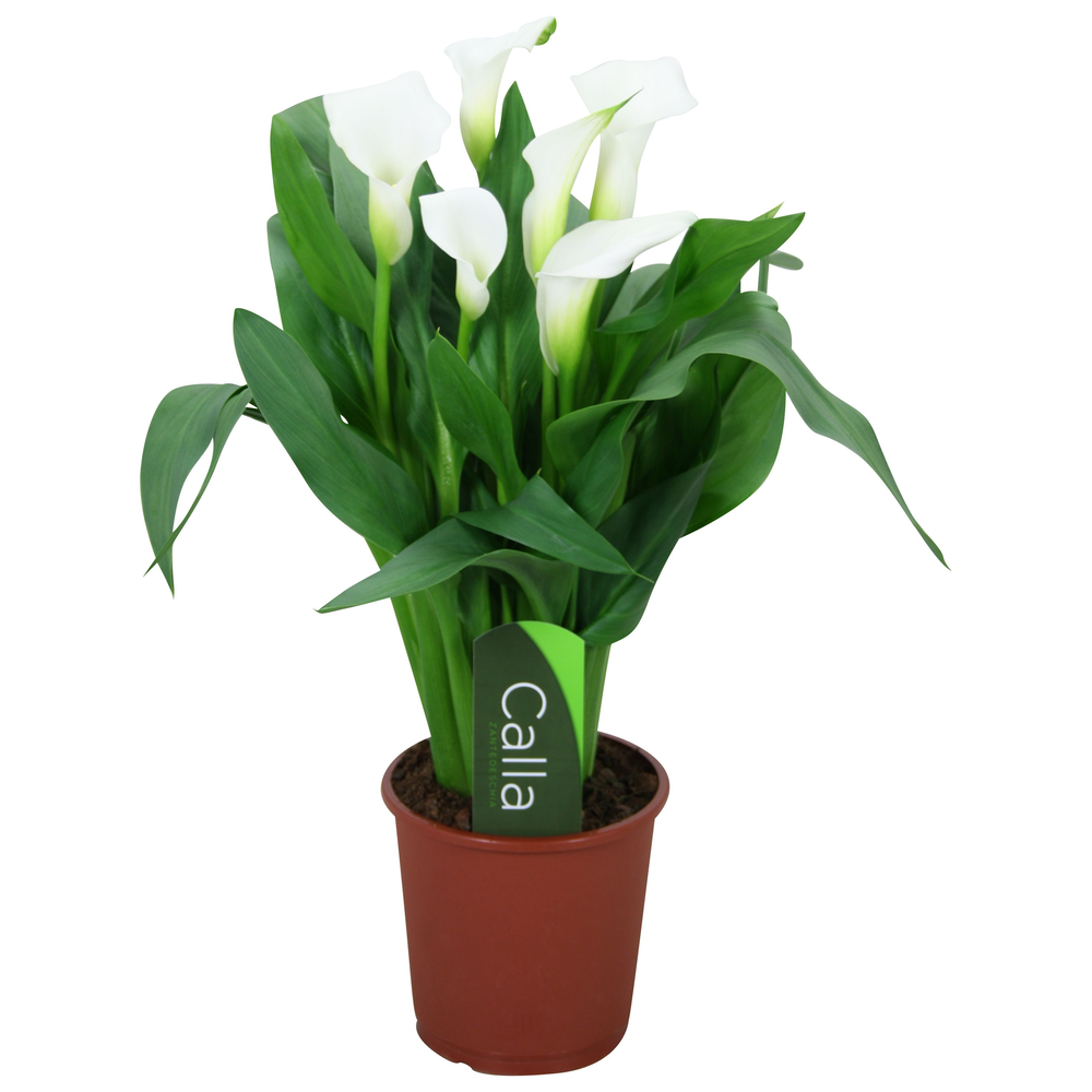 Zantedeschia Fresco Calla wit met etiket.