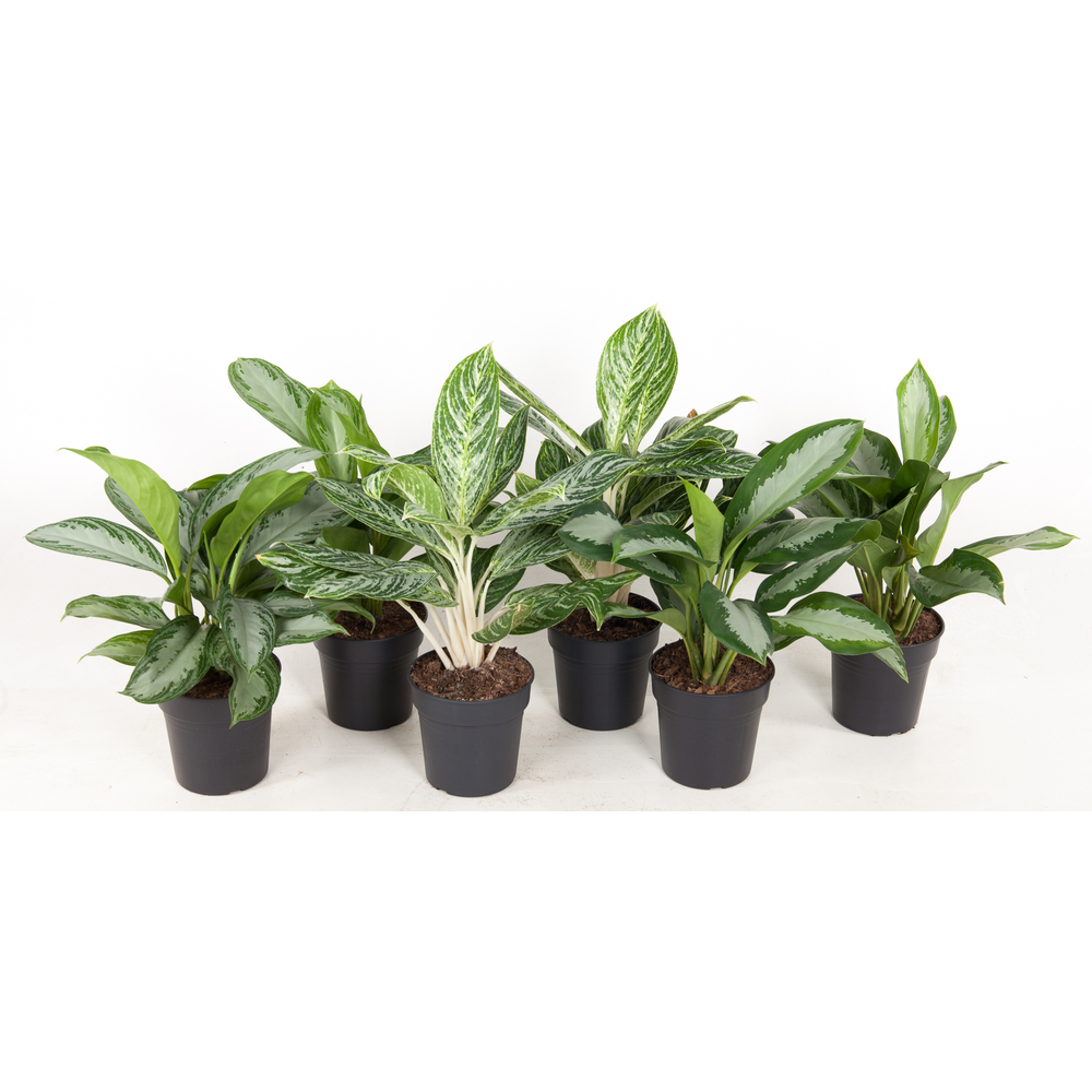 Mix aglaonema 19cm.