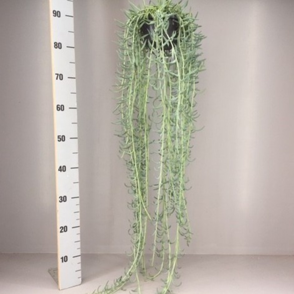 Senecio radicans XXL.