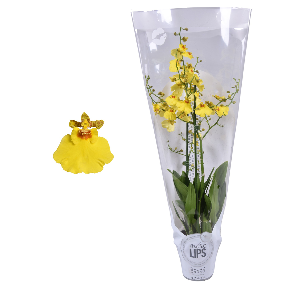 Morelips® Oncidium Münsterland Stern 2 tak met wit.
