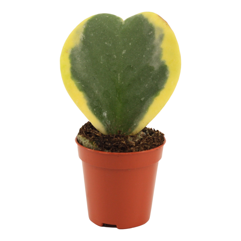 Hoya Kerrii Variegata single 6 cm.