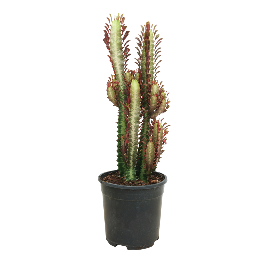 Euphorbia trigona rubra 17 cm.