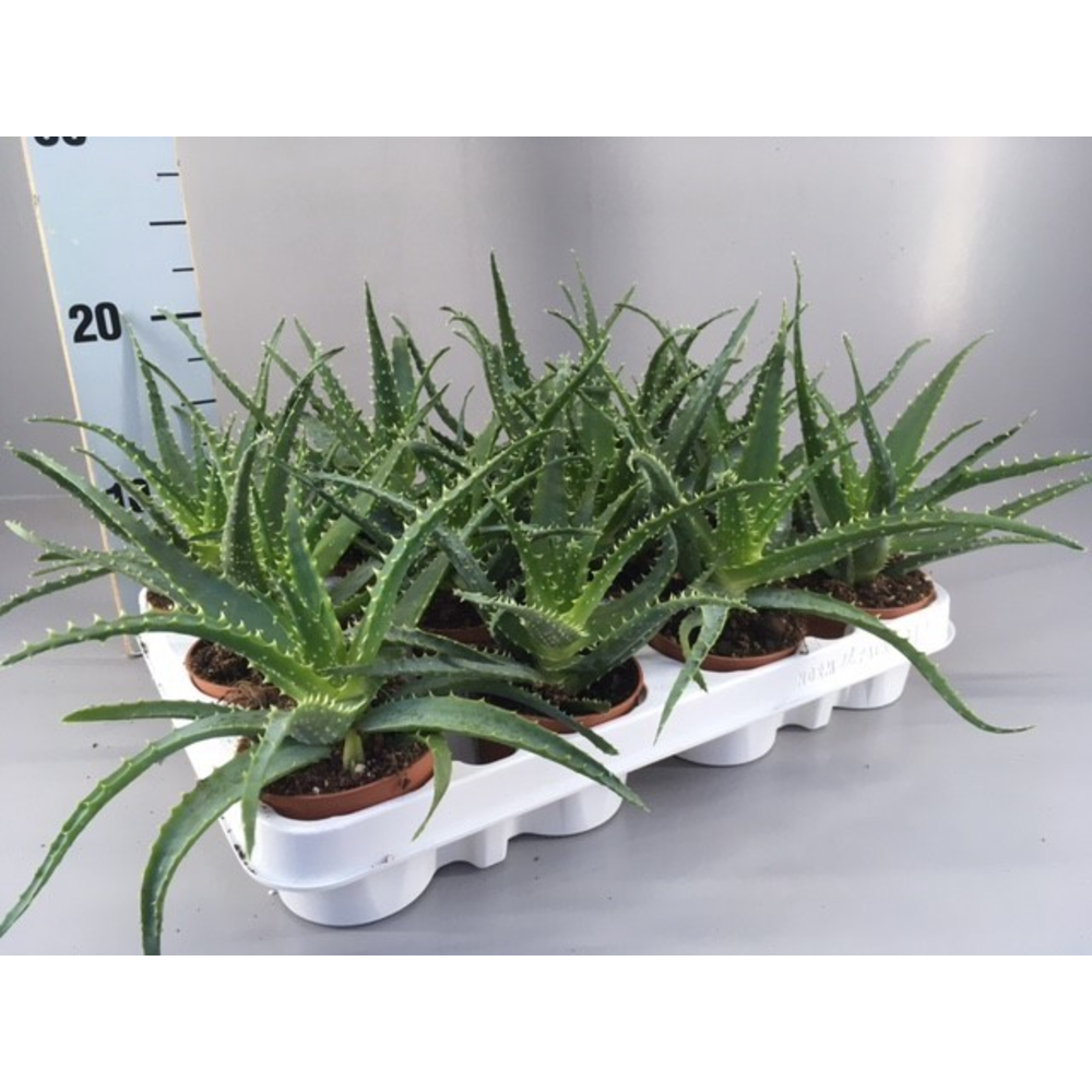 Aloe arborescens 9.