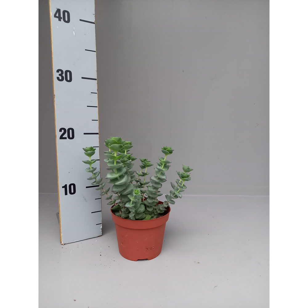 Crassula Hottentot Special.