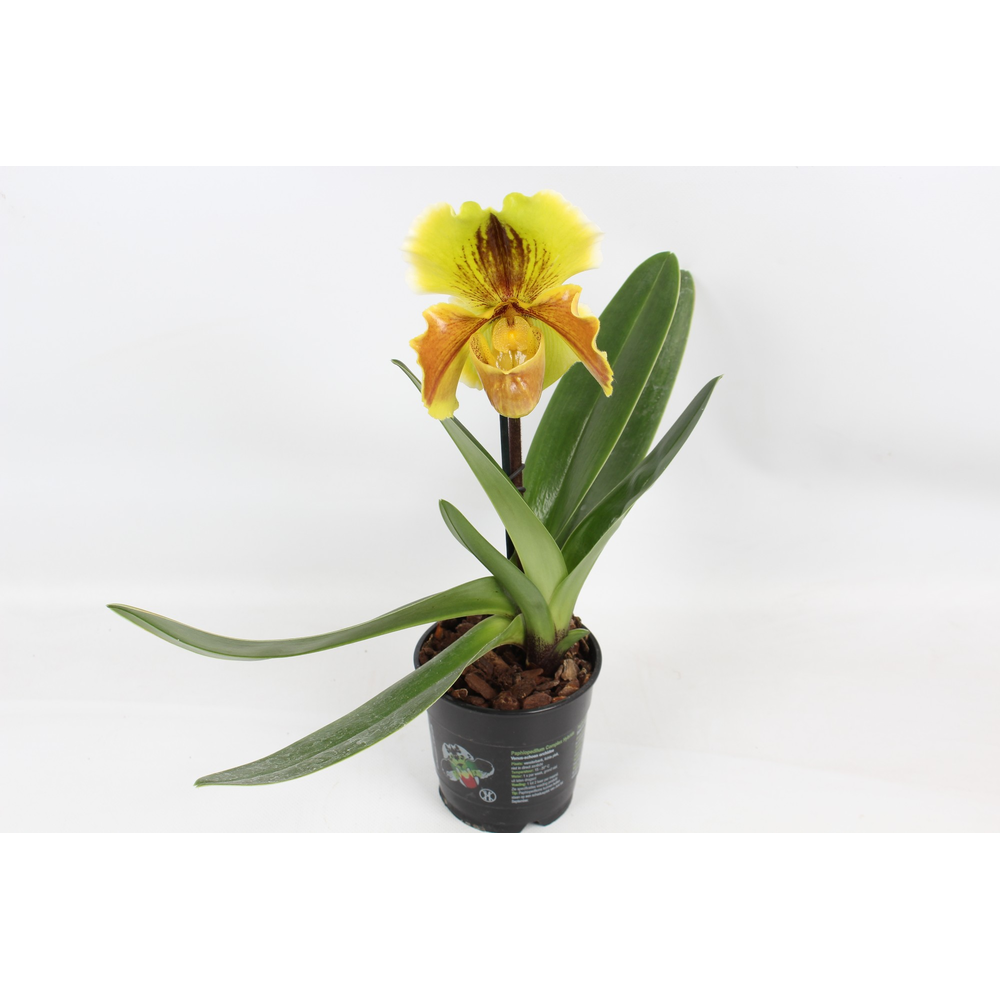 Paphiopedilum Lips Wonder XXL 12 cm.