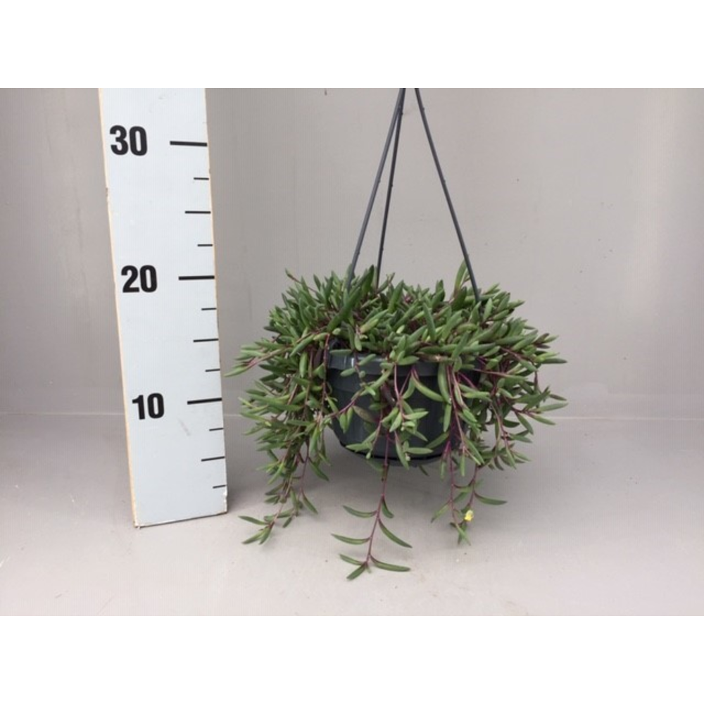 Senecio herrianus purple flush.