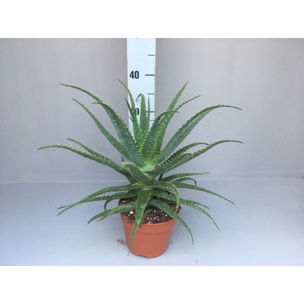 Aloe arborescens 15.