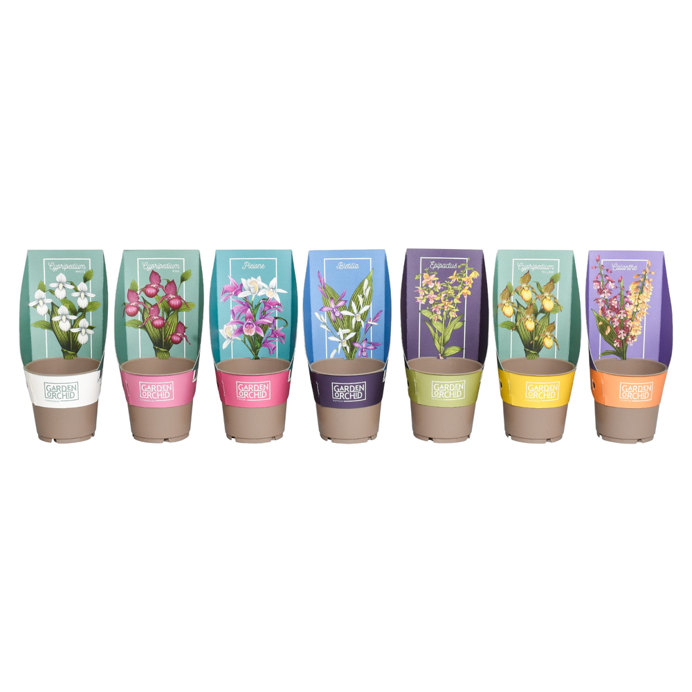 Garden Orchids mix 12 cm met potcover 3-5 scheuten.