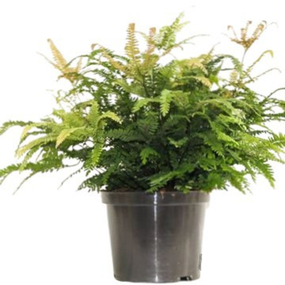 Adiantum 'Bronze Venus'.