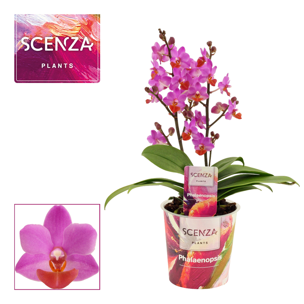 Phalaenopsis Table Mystery 2+ tak.