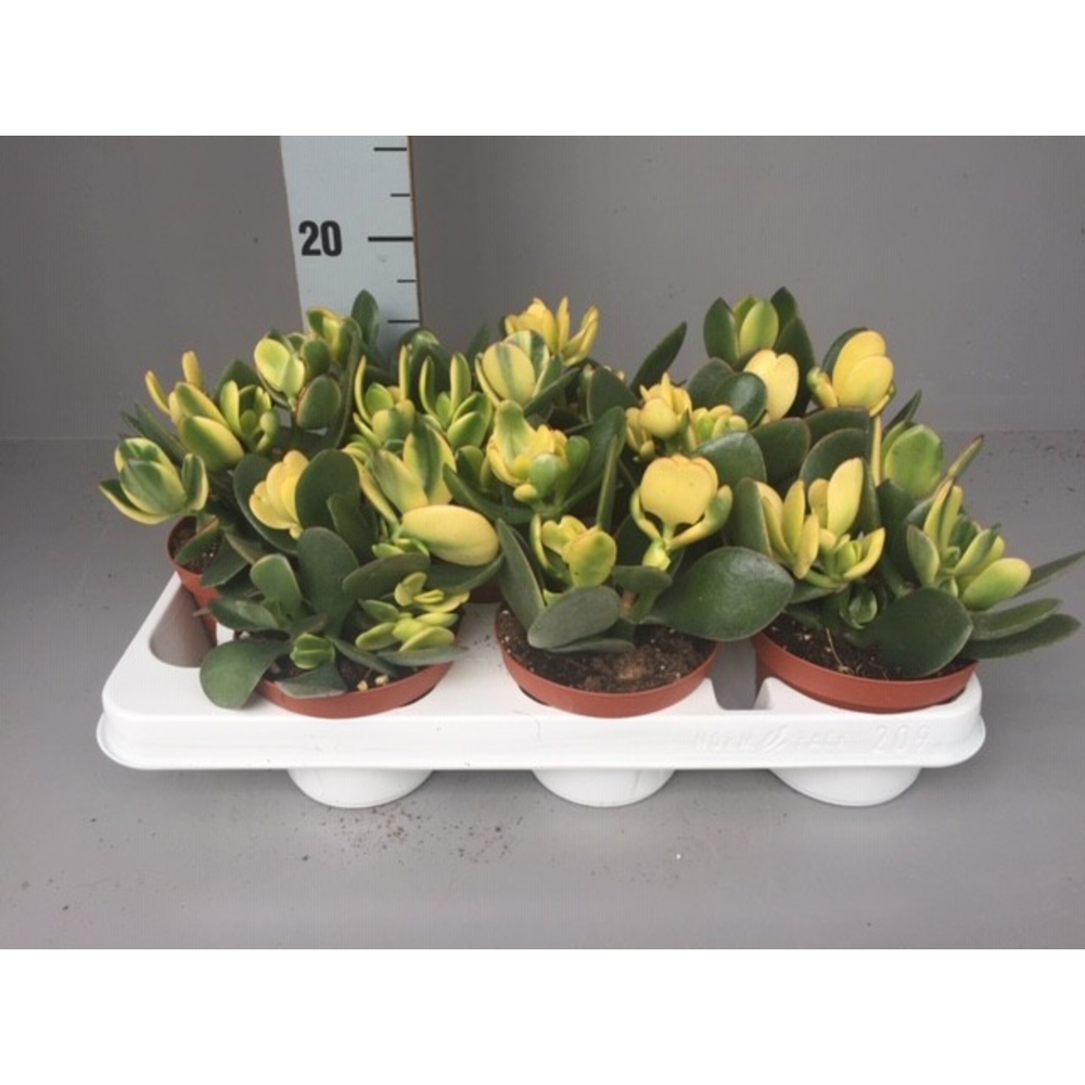 Crassula OVATA JADE.