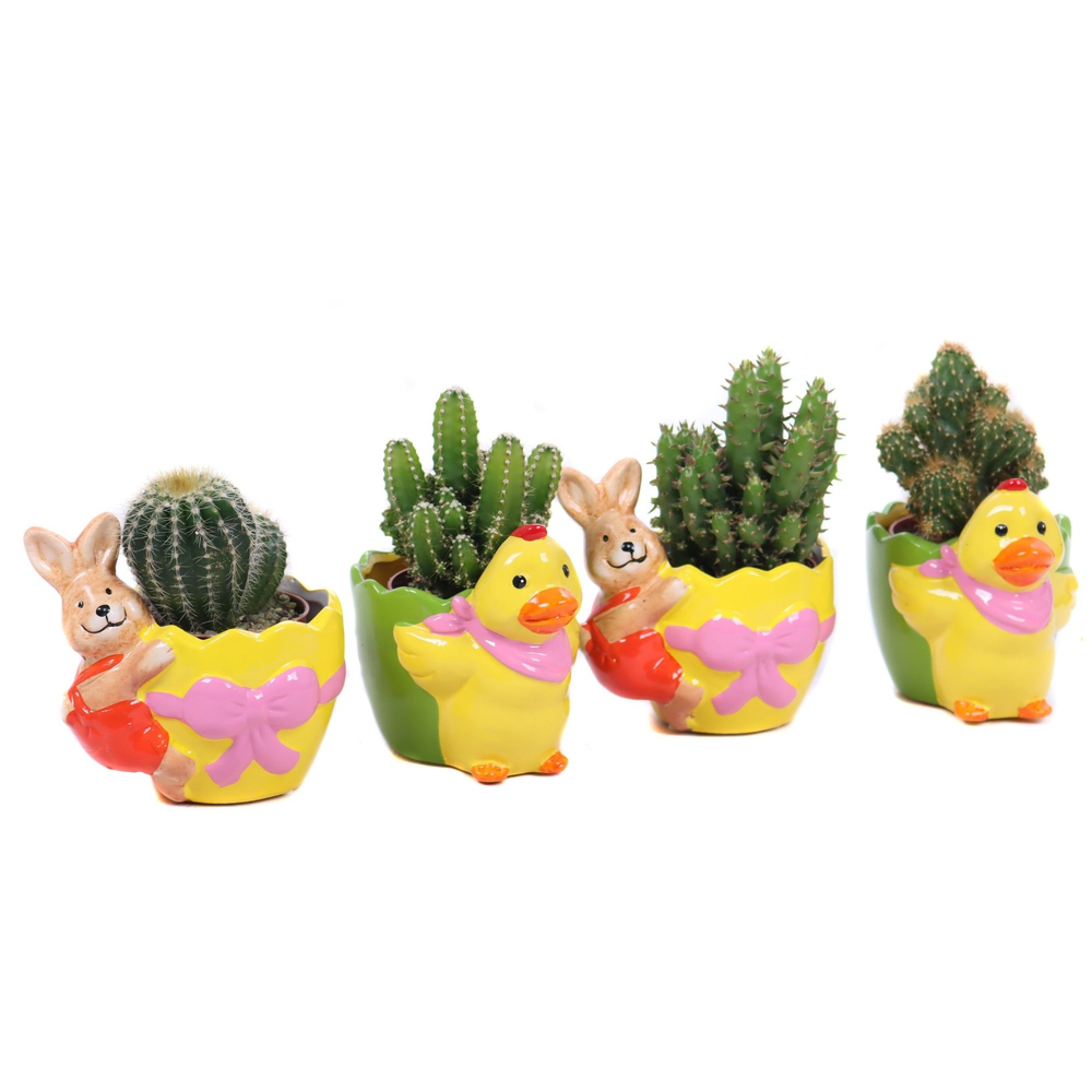 Cactus 5,5 cm in planter "Duck and bunny are reall.