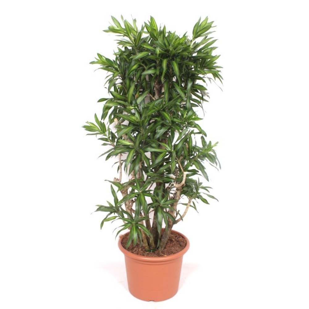 Dracaena Song of Jamaica.