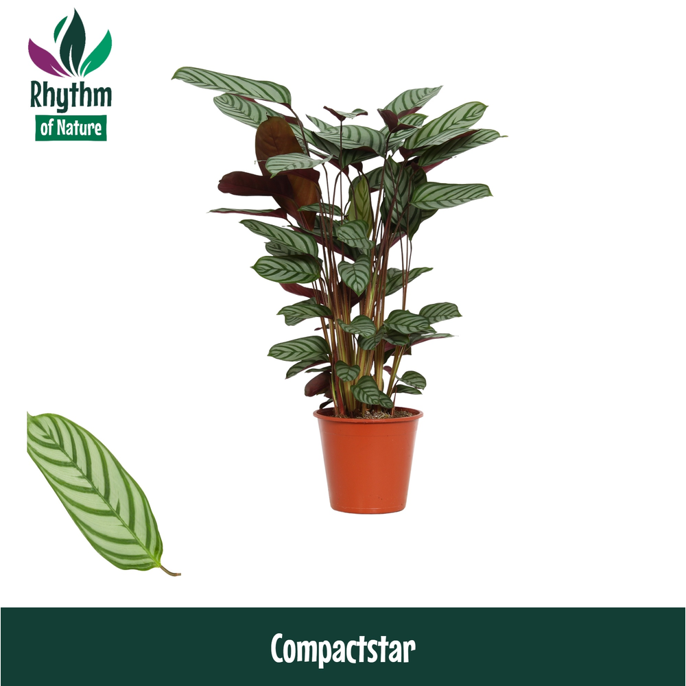 Calathea 17cm Compactstar Rhythm of Nature (Ctenan.