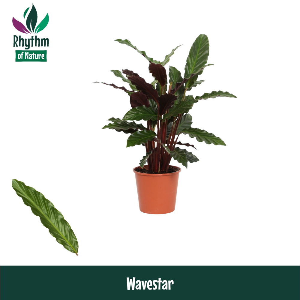 Calathea 14cm Wavestar Rhythm of Nature (Rufibarba.