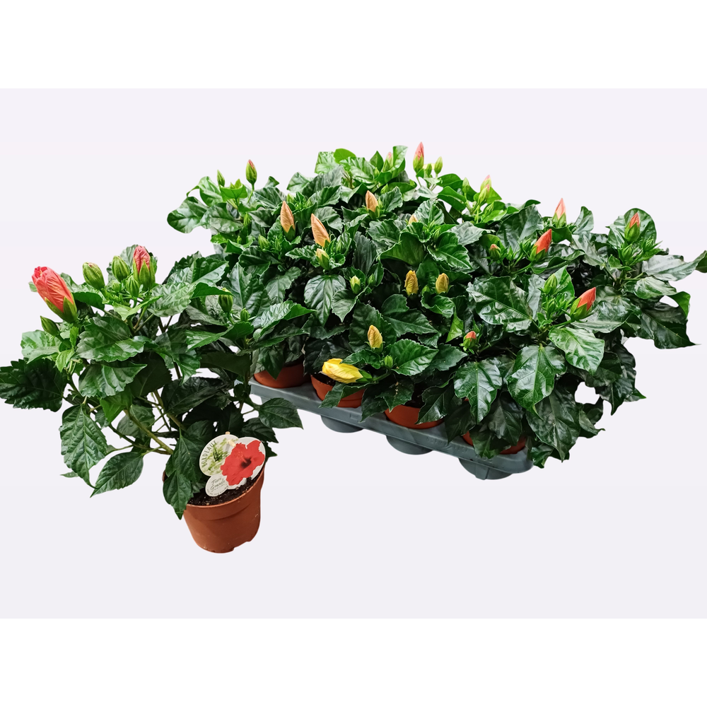 Hibiscus Fiori Grande 'Gemengd'.