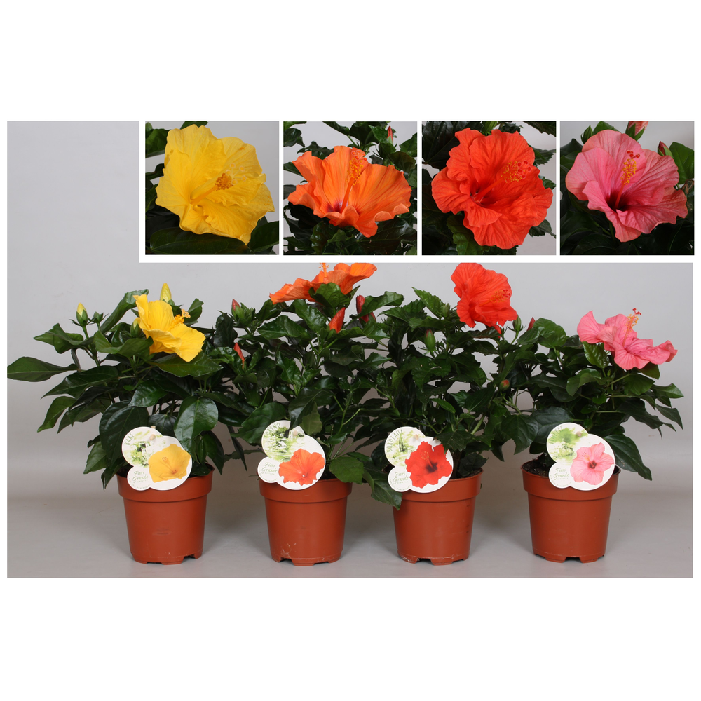 Hibiscus Fiori Grande 'Mixlaag'.