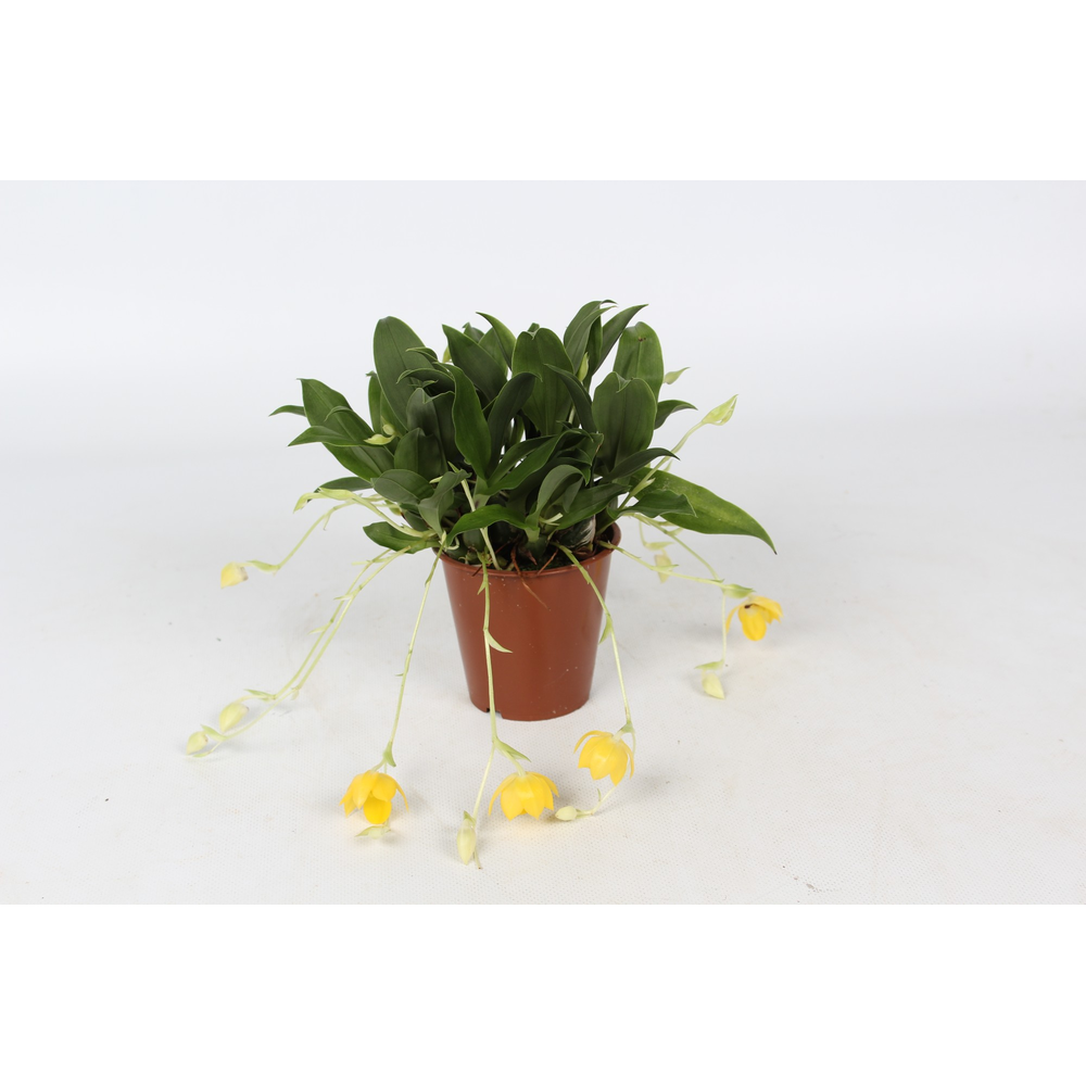 Promenaea Sunlight 9 cm 10+ bloem.