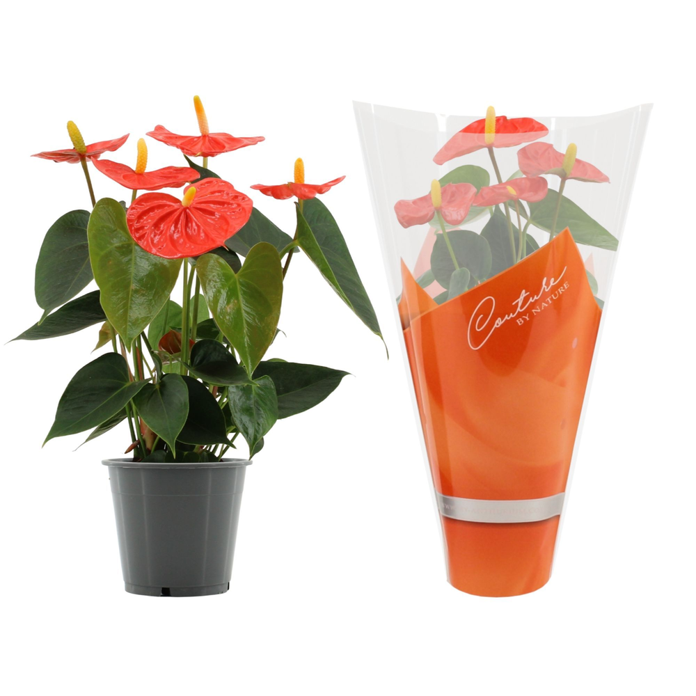 Anthurium Stilo in Couture sleeve.