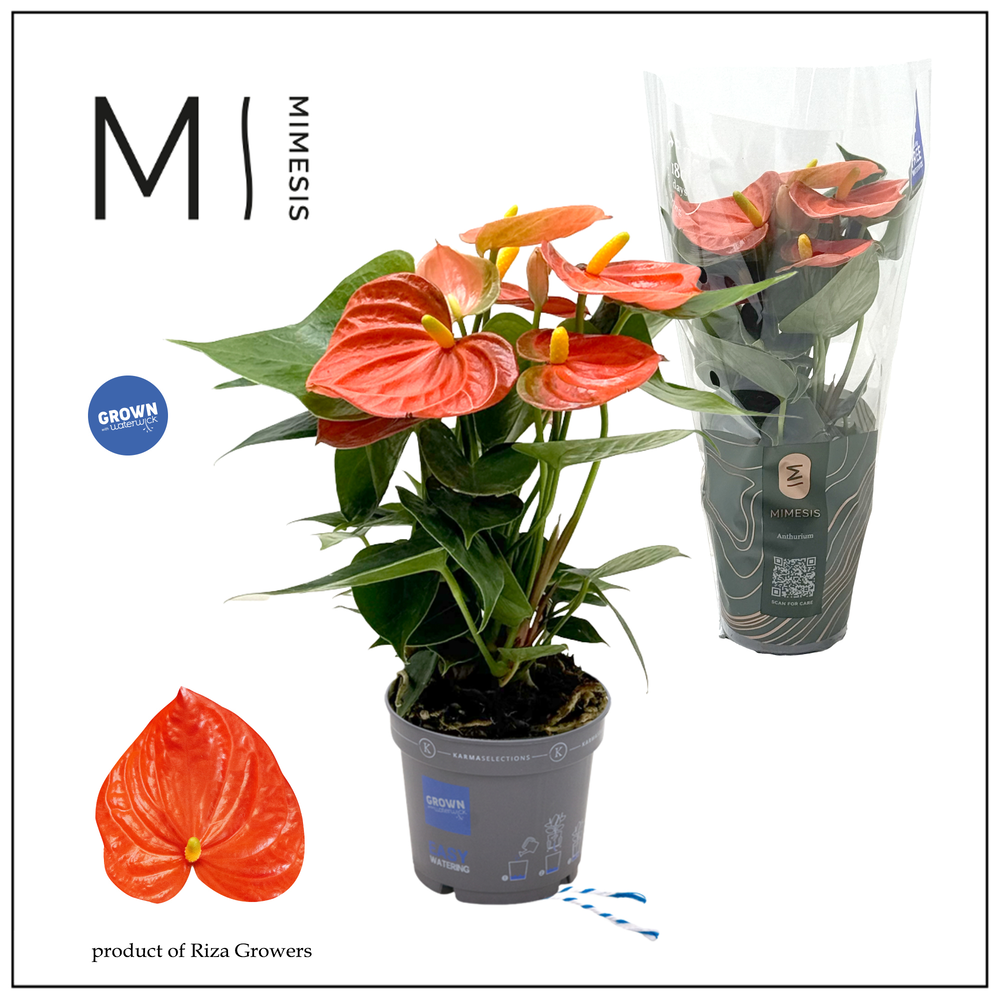 Mimesis Anthurium KARMA Orange - 9cm.