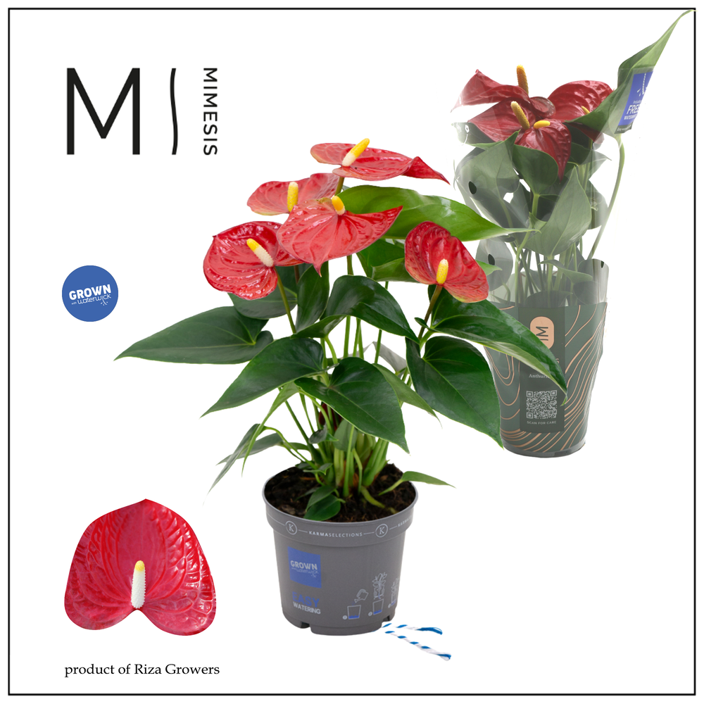 Mimesis Anthurium KARMA Red - 9cm.