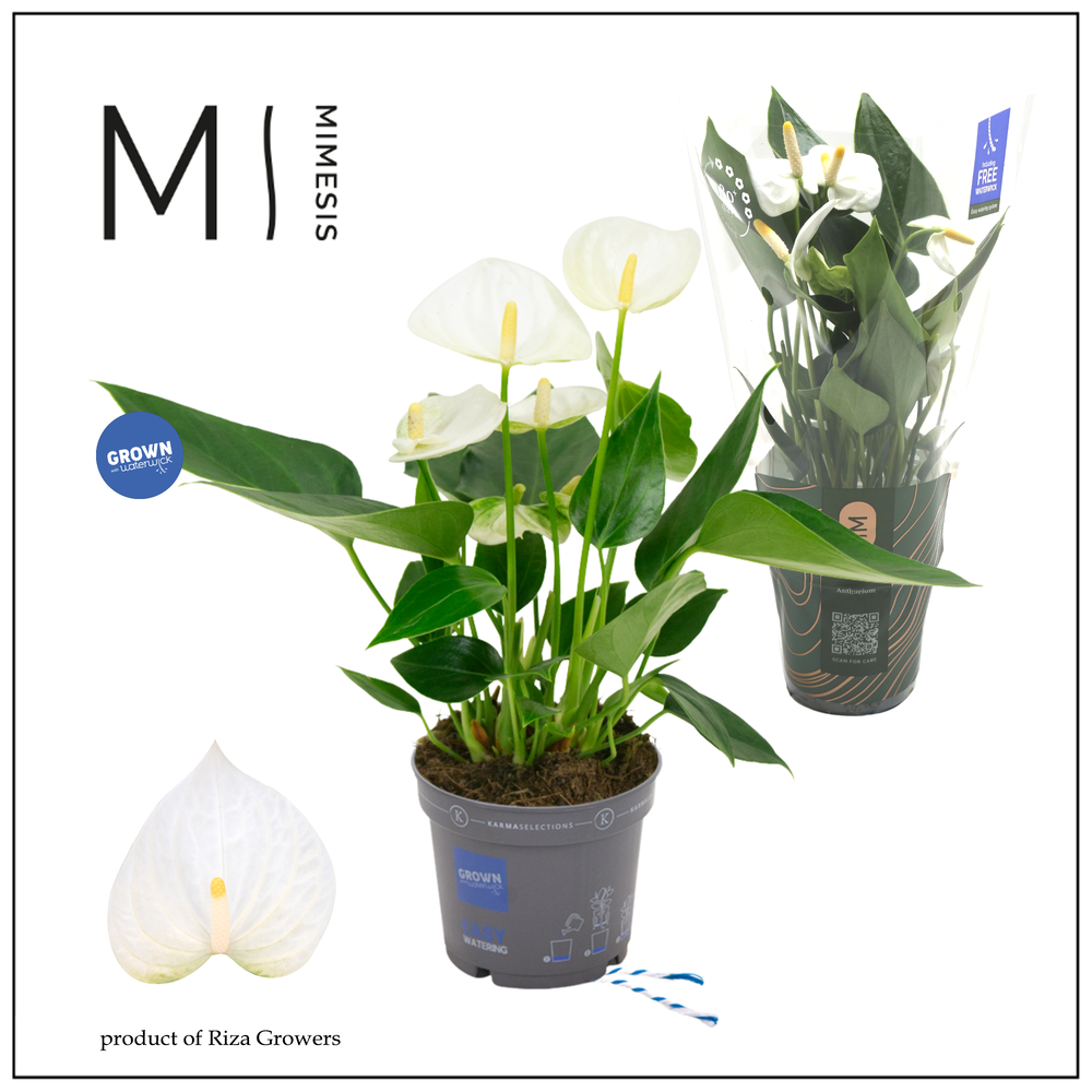 Mimesis Anthurium KARMA White - 9cm.