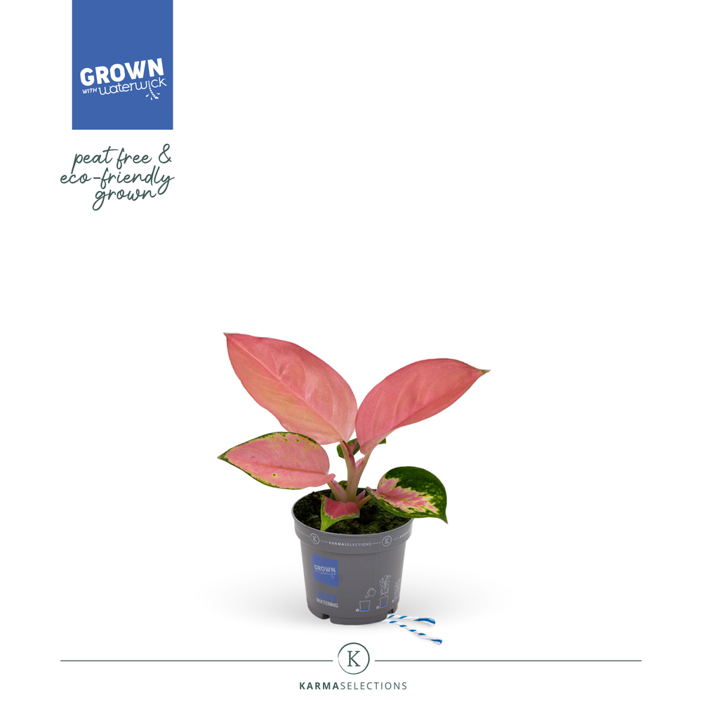 Aglaonema - KARMA Valkyrie | Veenvrij | 9cm.
