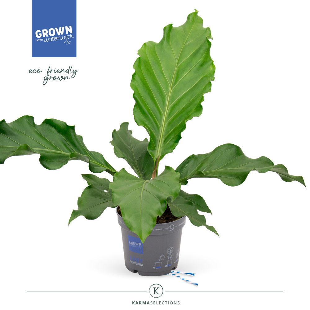 Anthurium - KARMA Birdnest | 17cm.