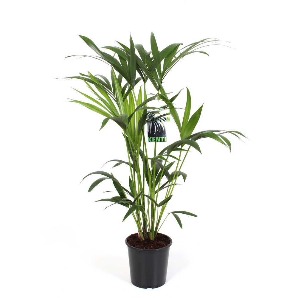 Kentia Howea Forsteriana, 19 cm 120 hoog.