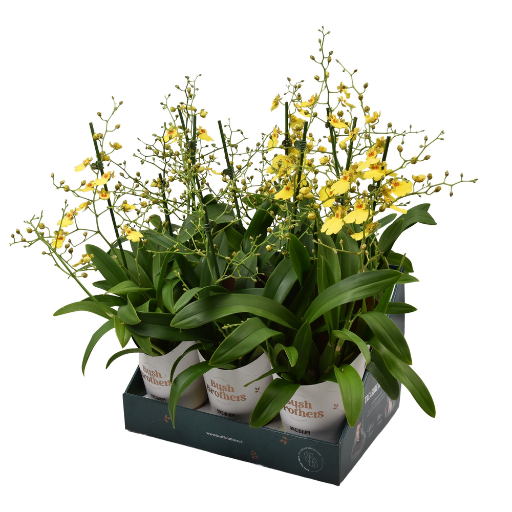 Oncidium 'Münsterland Stern' 2 tak 12 cm in Bush B.