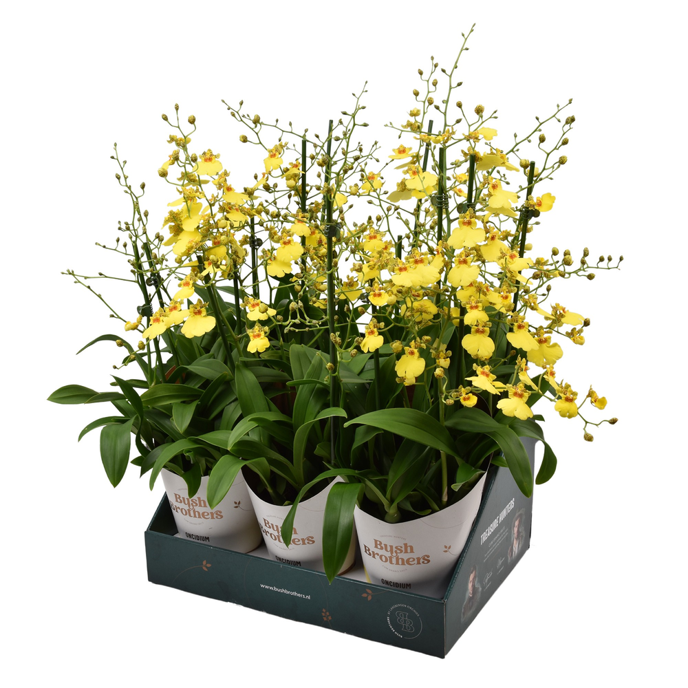 Oncidium 'Münsterland Stern' 3 tak 12 cm in Bush B.