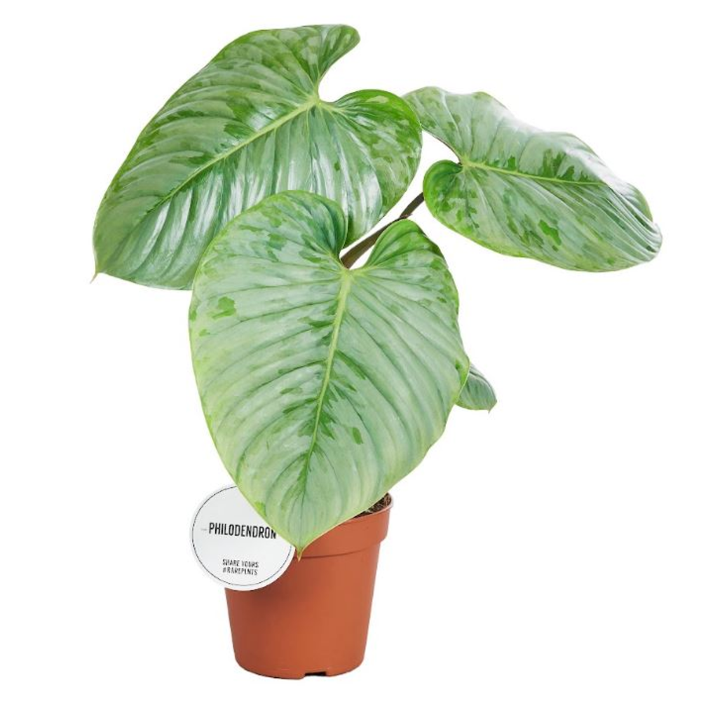 Philodendron Sodiroi.