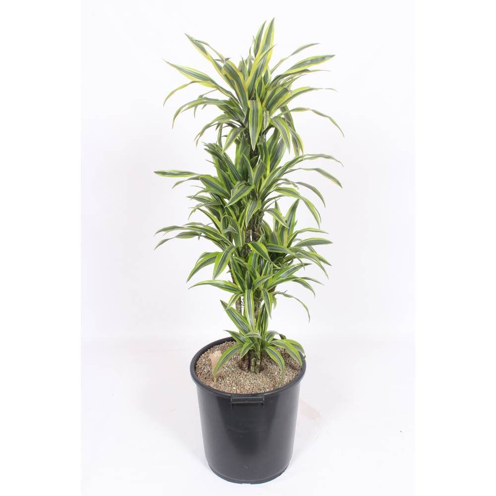 Dracaena Lemon Lime.