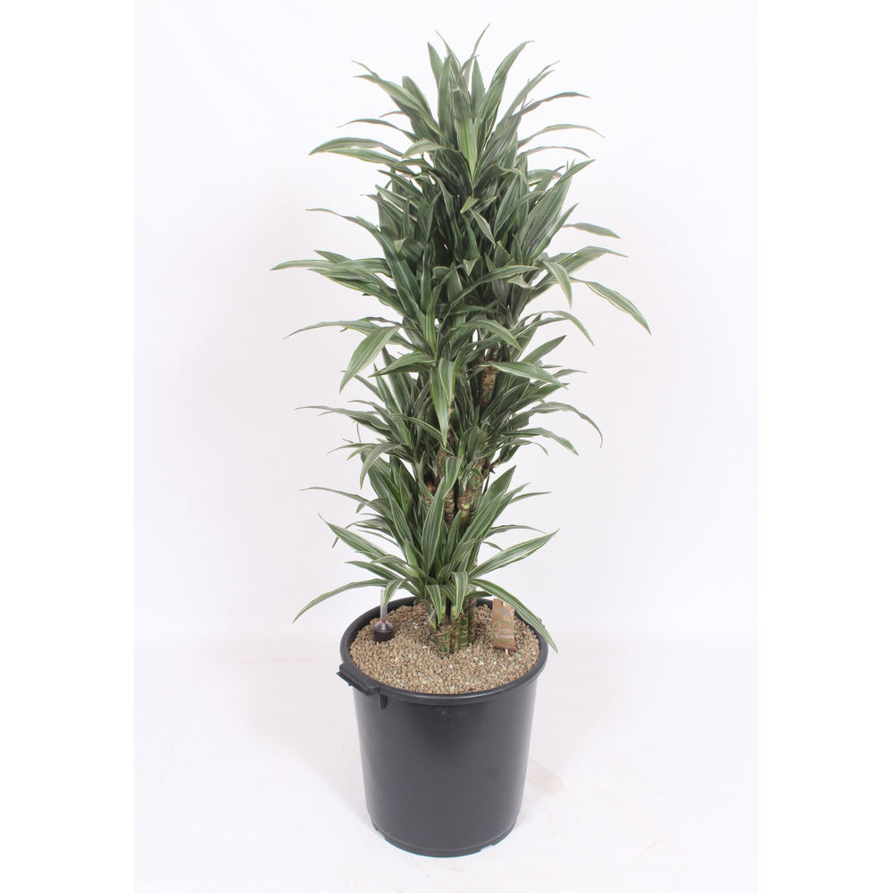 Dracaena Warneckei.