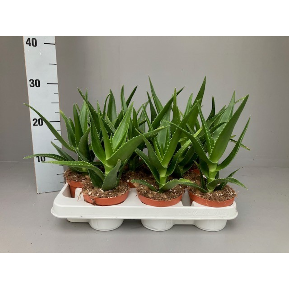 Aloe delaetii 11 cm.