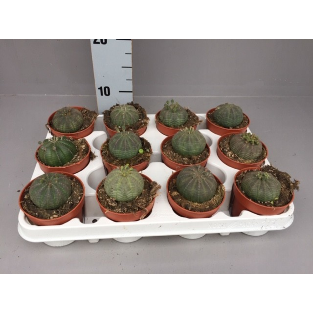 Euphorbia Obesa.