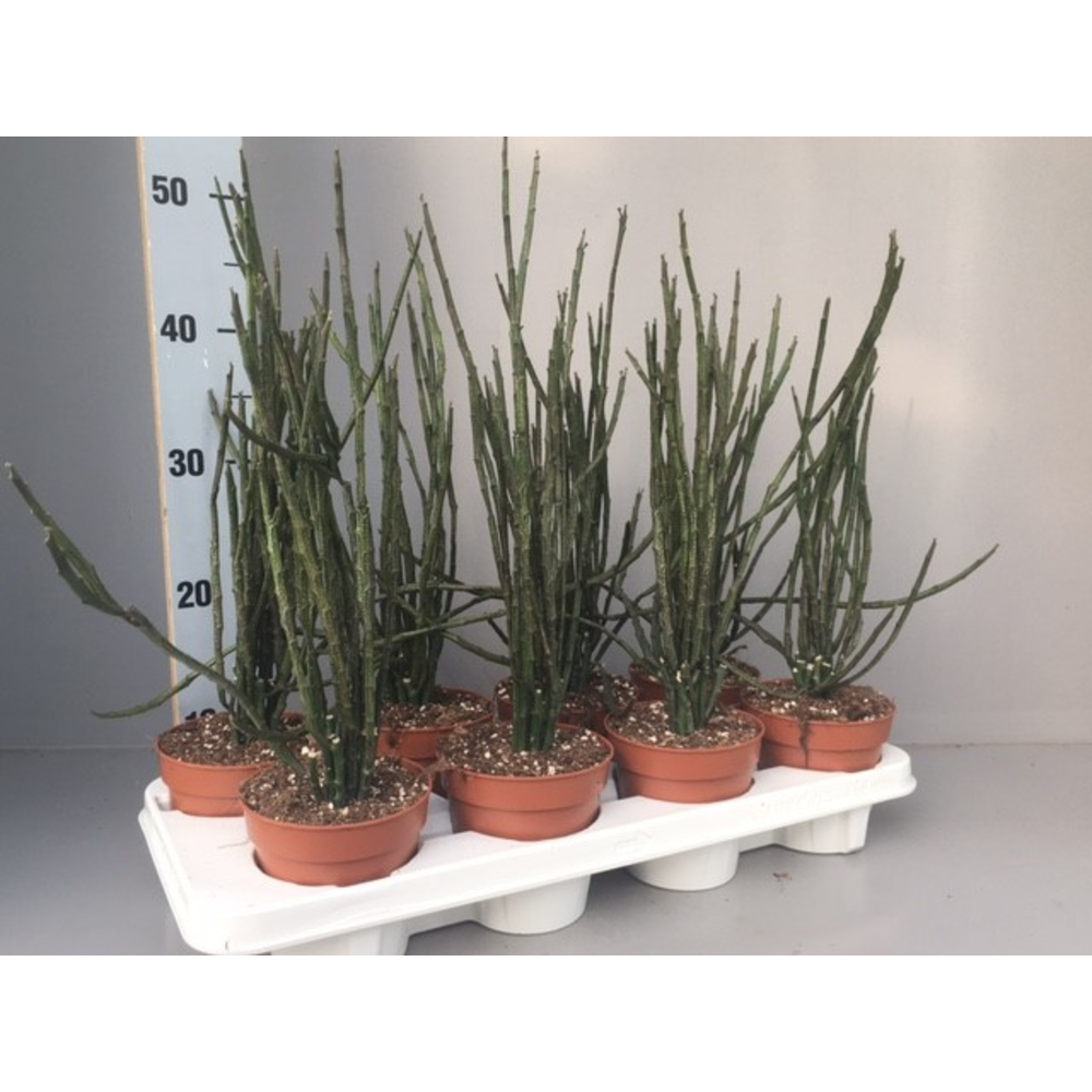 Euphorbia platyclada v.erecta.