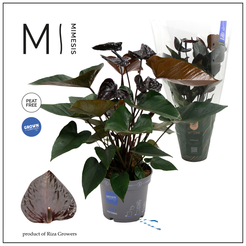 Mimesis Anthurium KARMA Black - 17cm.