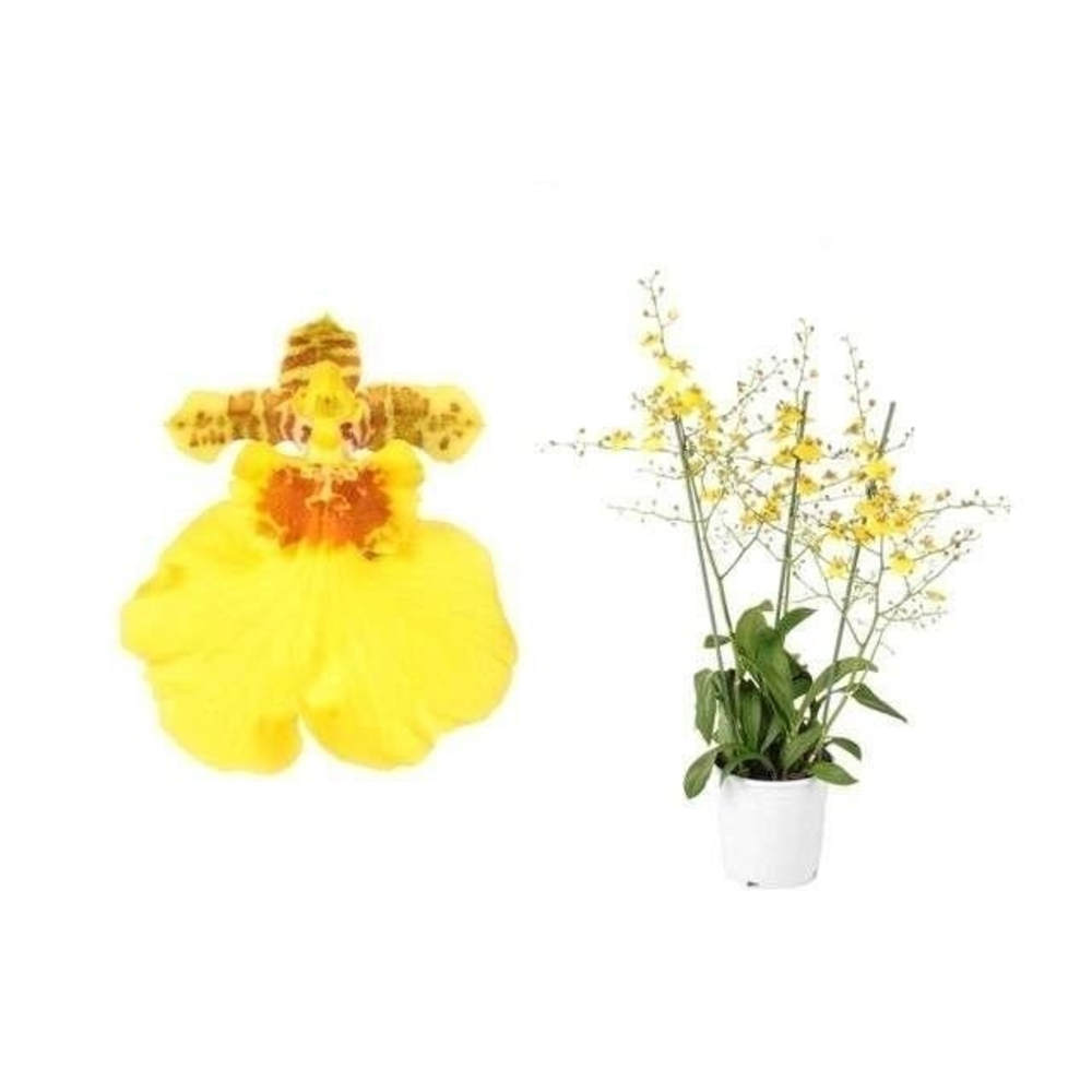 Oncidium 'Münsterland Stern' 3 tak toef 19 cm.