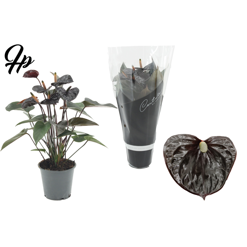 Anthurium Black Love in Couture sleeve.