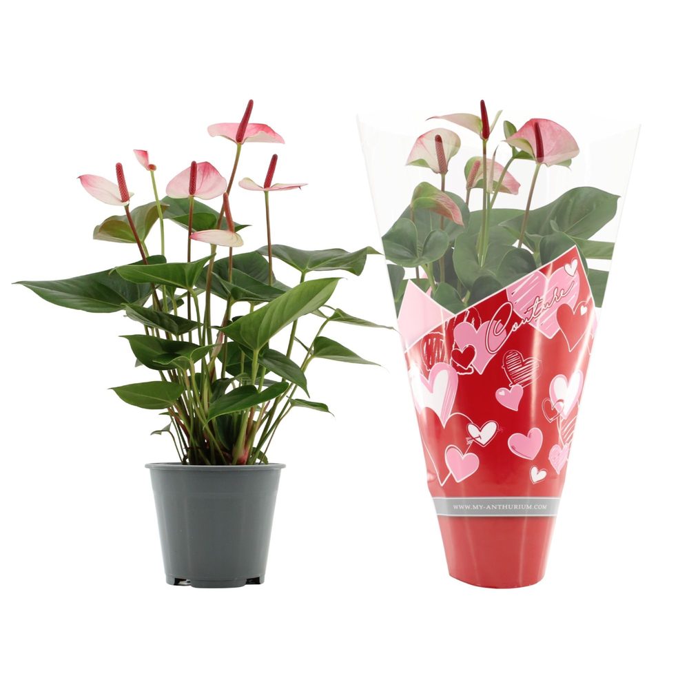 Anthurium Amalia Elegance in Couture hearts sleeve.