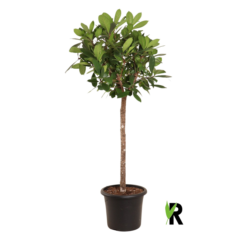 Ficus Cyathistipula op stam.