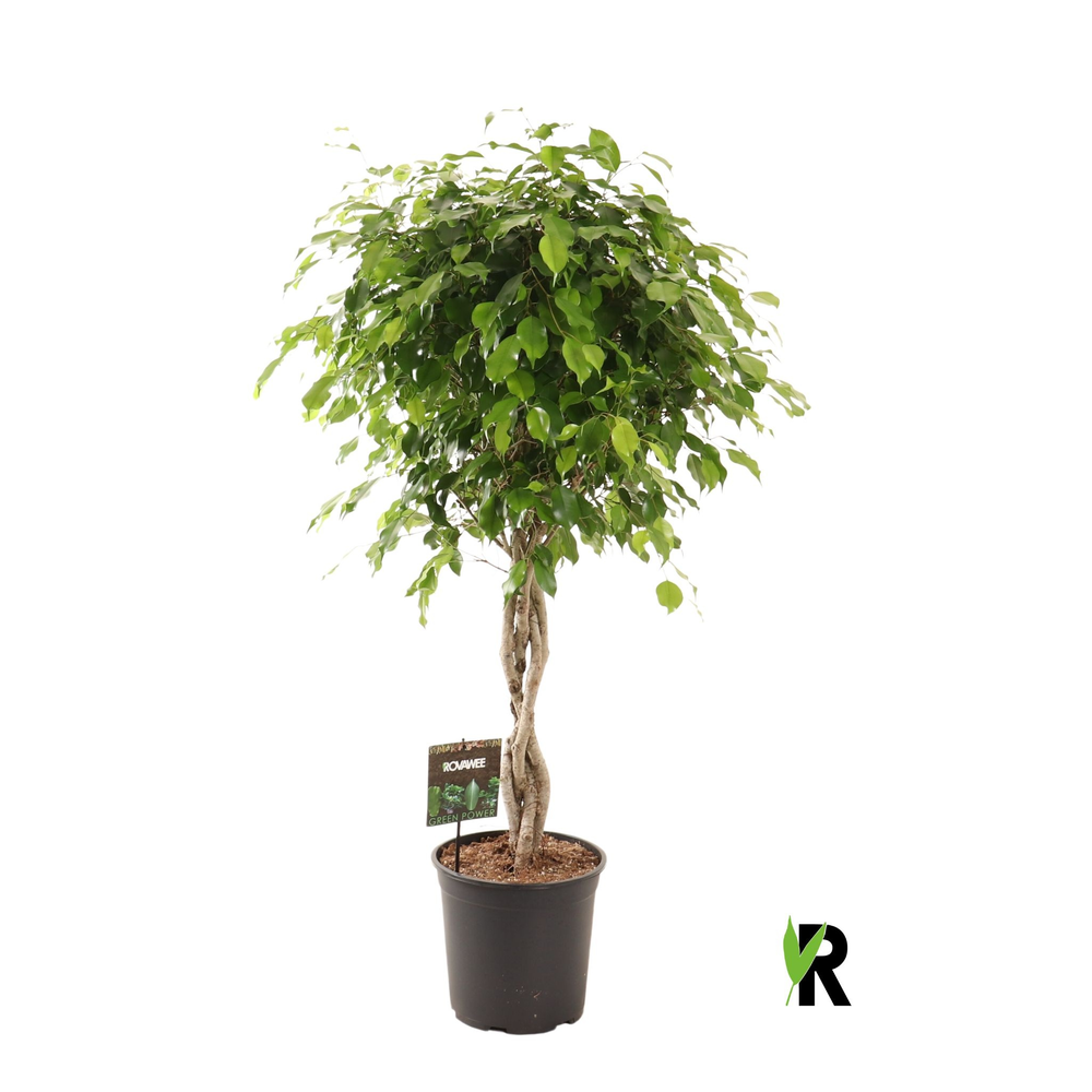 Ficus benj. Exotica gevlochten stam.