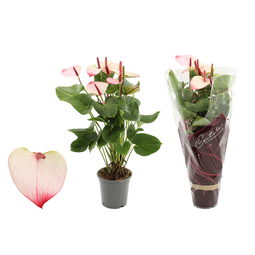 Anthurium Amalia Elegance in Couture Diamond sleev.